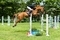 Nicholas Williams & Darius Des Vignes Du Theil win the Scottish Branch Central Championship 2026